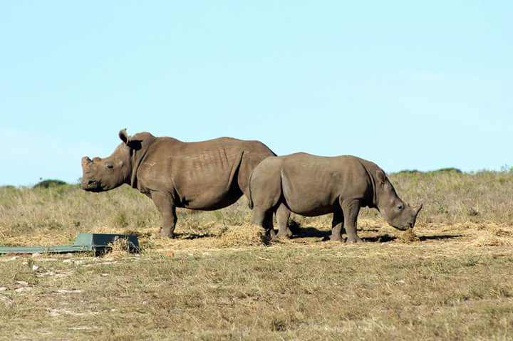 Chipembere Rhino Foundation